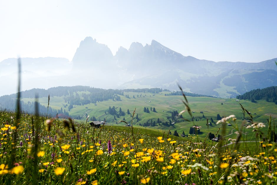 Alpe di Siusi meadow wildflowers summer