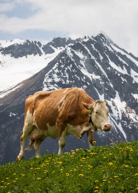 alpine meadow wildflowers with mountains background