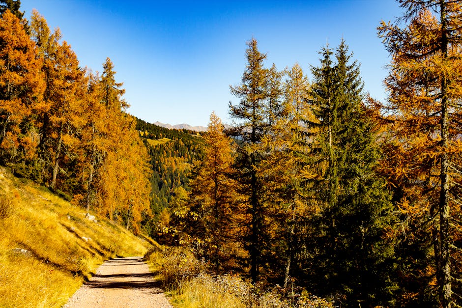 autumn dolomites hiking trail golden foliage