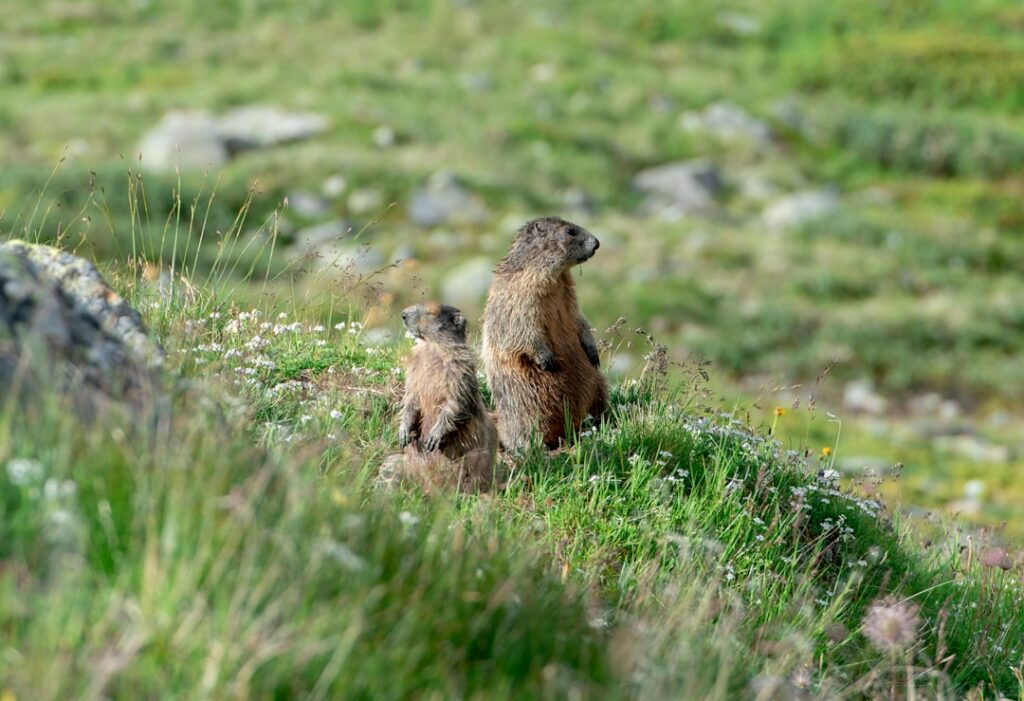 Alpine meadow marmot children watching