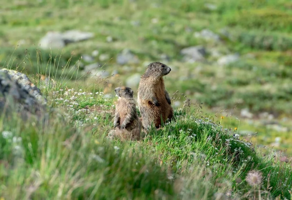 Deux marmottes dressées sur talus herbeux, nature sauvage des Dolomites