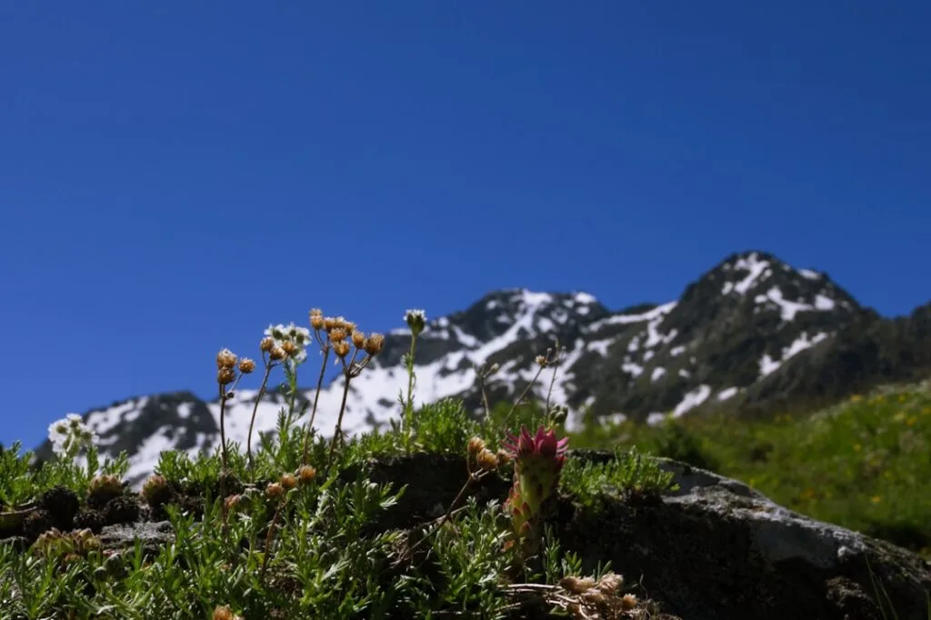 Fleurs alpines au premier plan, sommets enneigés et ciel bleu, Dolomites