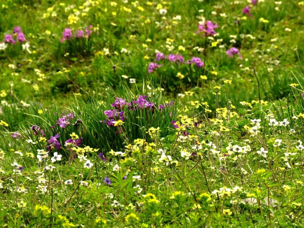 Prairie alpine des Dolomites couverte de fleurs sauvages violettes et jaunes