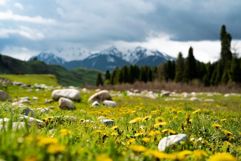 Prairie fleurie de pissenlits et rochers, montagnes des Dolomites floues