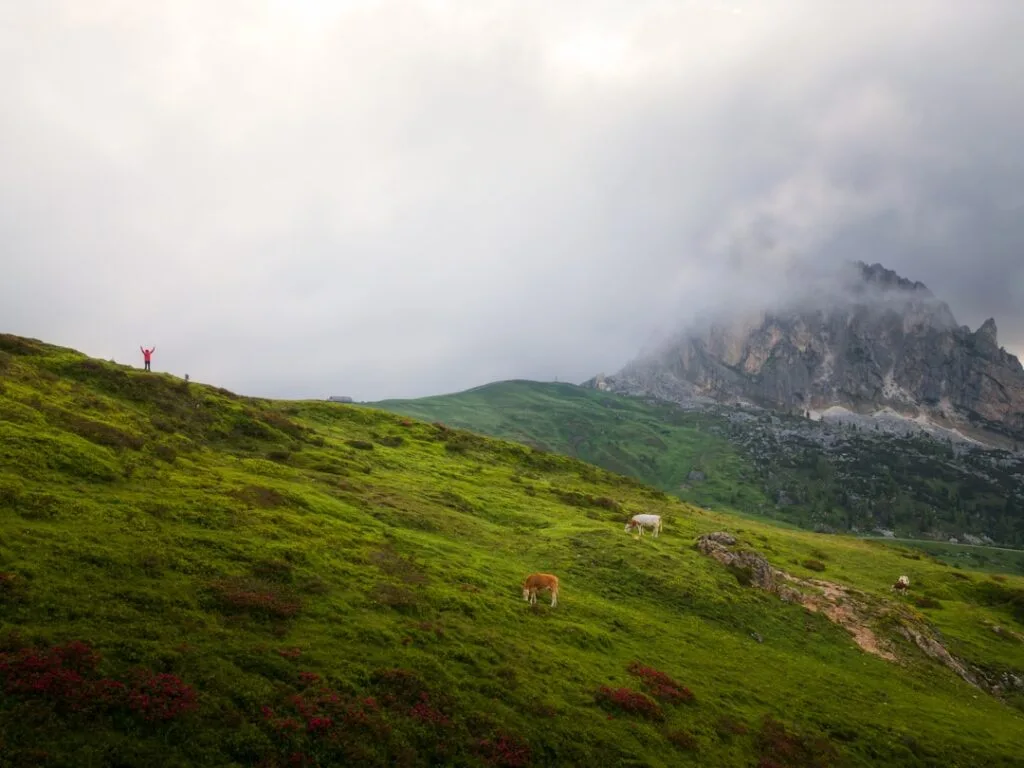 Randonneur en rouge bras levés et vaches sur alpage des Dolomites