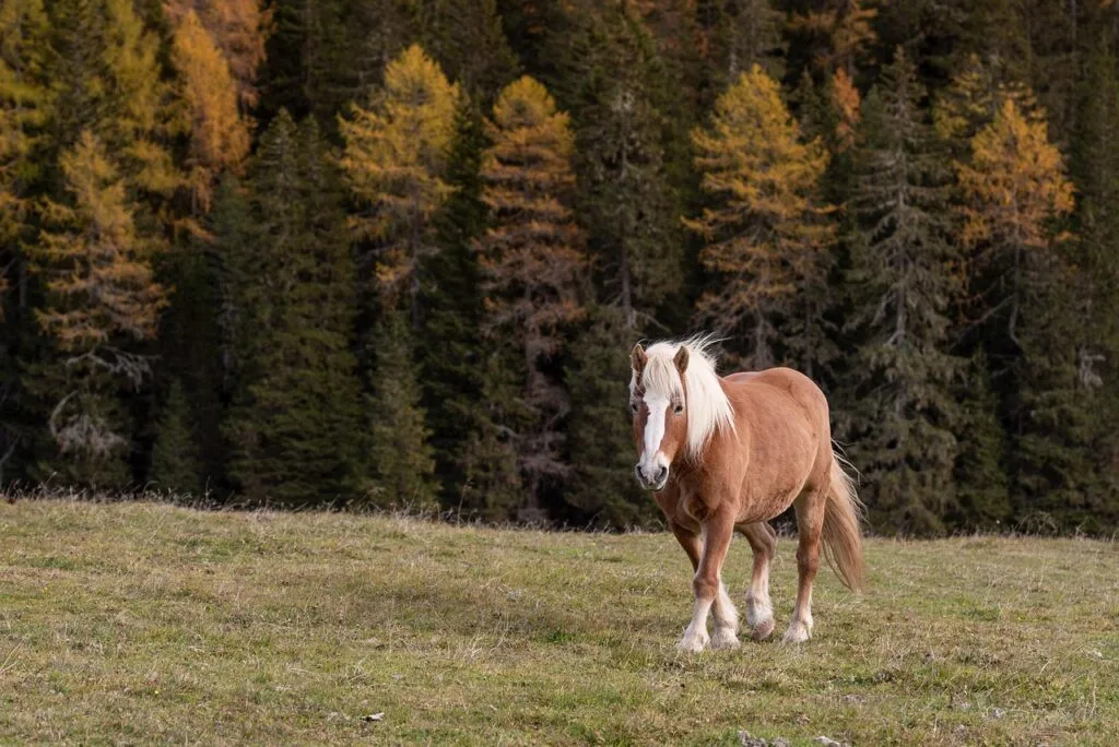 Cheval brun dans alpage devant sapins dorés des Dolomites