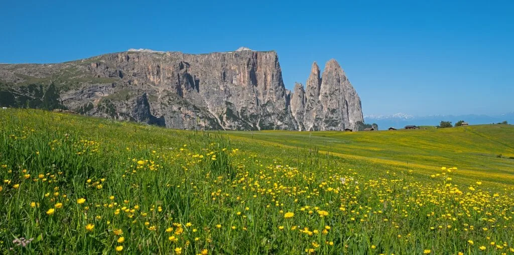 Champ de fleurs jaunes au premier plan, falaises des Dolomites en arrière