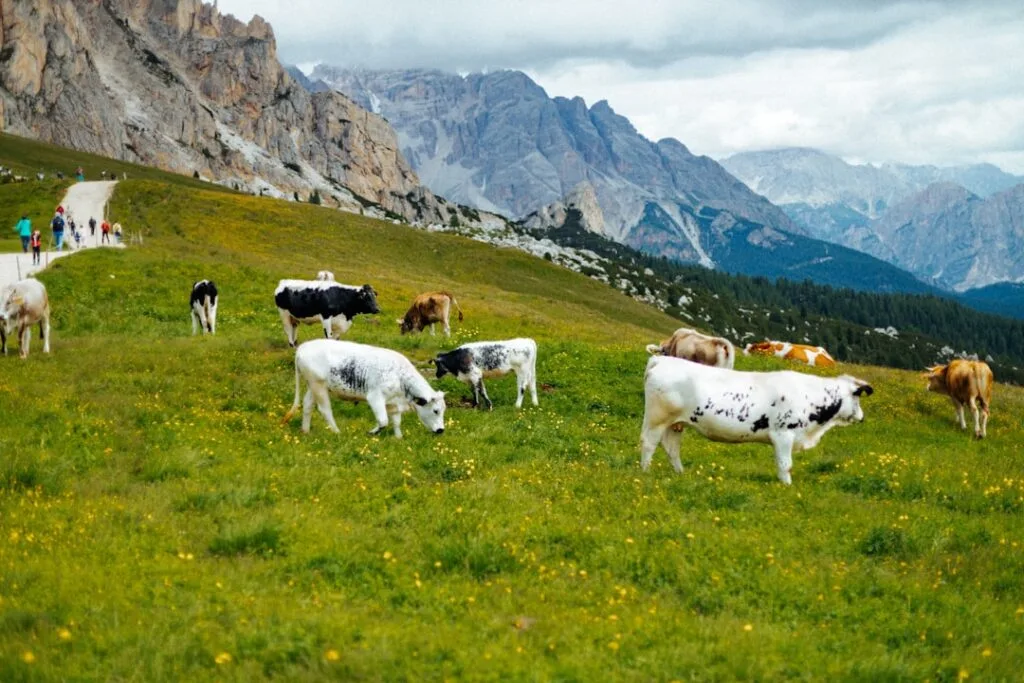 Vaches paissant sur alpage fleuri avec randonneurs, Dolomites en arrière-plan